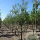 Malus d. 'Elstar' 16-18 cm draadkluit