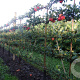 Malus d. 'Elstar' 14-16 cm draadkluit 50 cm stam 5 etages lage leivorm