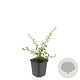 Cotoneaster suec. 'Coral Beauty' GM P9