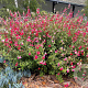Salvia micr. 'Hot Lips' plantgoed P9