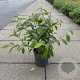Callicarpa bod. 'Profusion' 50-60 cm 6,5L