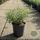Perovskia 'Blue Spire' 20-30 cm 6,5L