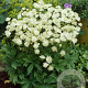 Astrantia maj. 'Snow Star' GM P9