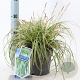 Carex oshim. Evercolor Evercream 20-25 cm 2,0L