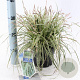 Carex oshim. Evercolor Evercream 20-25 cm 2,0L