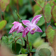 Epimedium gr. 'Akebono' GM P9