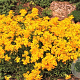 Erysimum 'Orange Flame' GM P9
