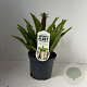 Eucomis autumnalis 30-40 cm 3,5L