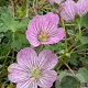 Geranium 'Alice' GM P9