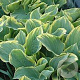 Hosta 'Sagae' GM P9