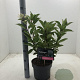 Hydrangea pan. Early Harry 40-50 cm 5,0L
