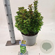 Ilex meserv. Little Rascal 30-40 cm 5,0L