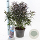 Strobilanthes anisop. Brunetthy 25-30 cm 3,0L