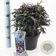 Strobilanthes anisop. Brunetthy 25-30 cm 3,0L