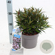 Strobilanthes anisop. Brunetthy 25-30 cm 3,0L