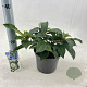 Viburnum davidii 25-30 cm 3,0L