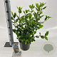 Viburnum tin. 'Gwenllian' 30-40 cm 3,0L