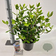 Viburnum tin. 'Gwenllian' 30-40 cm 3,0L