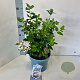 Viburnum tin. Lisarose 30-40 cm 3,0L