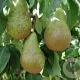 Pyrus c. 'Conference' 10-12 cm draadkluit 50 cm stam 5 etages lage leivorm