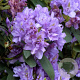 Rhododendron 'Fastuosum Flore Pleno' 30-40 cm 5,0L struik