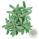Rhododendron 'Hachmann's Feuerschein' 30-40 cm 5,0L struik
