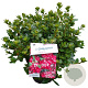 Rhododendron (AJ) 'Izumi-no-mai' 25-30 cm 4,0L