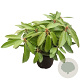 Rhod. 'Onkel 30-40 cm 5,0L struik