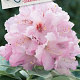 Rhod. 'Onkel 30-40 cm 5,0L struik