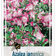 Rhododendron (AJ) 'Peggy Ann' 25-30 cm 4,0L