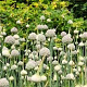 Allium Ping Pong 5-6 cm verpakt per 100