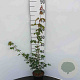 Acer campestre 60-80 cm 2,5L