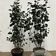 Amelanchier spicata 80-100 cm 7,5L