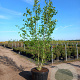Betula utilis 'Doorenbos' 300-350 cm cont. 110L meerstammig