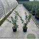 Euonymus europaeus 60-80 cm 7,5L