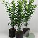Euonymus europaeus 80-100 cm 7,5L