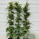 Fagus sylvatica 150-175 cm 12L