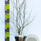 Hippophae rhamnoides 60-80 cm 7,5L