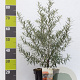 Hippophae rhamnoides 60-80 cm 7,5L