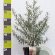 Hippophae rhamnoides 60-80 cm 7,5L