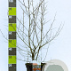 Hippophae rhamnoides 60-80 cm 7,5L