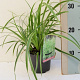 Carex morrowii 'Ice Dance' GM C5