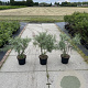 Salix elaeagnos 'Angustifolia' 40-60 cm 7,5L