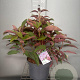 Hydrangea asp. Hot Chocolate 40-50 cm 7,5L