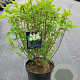 Hydrangea pan. 'Limelight' 40-50 cm 7,5L