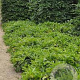 Prunus l. 'Grüner Teppich' 25-30 cm 3,5L
