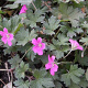 Geranium Buckland Beauty GM P9