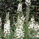 Epilobium ang. 'Album' GM P9 BIO