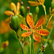 Iris domestica GM P9 BIO