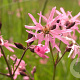 Lychnis flos-cuculi GM P9 BIO
